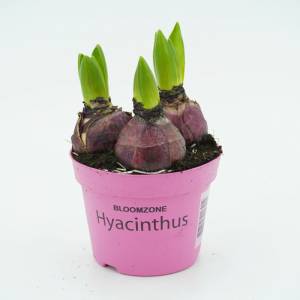 hyacint 3